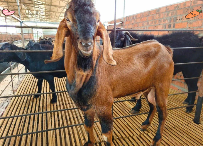 养羊选什么品种最合适？-图1