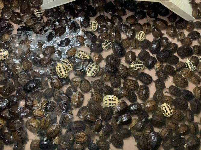 南石金钱龟价格走势如何？-图1