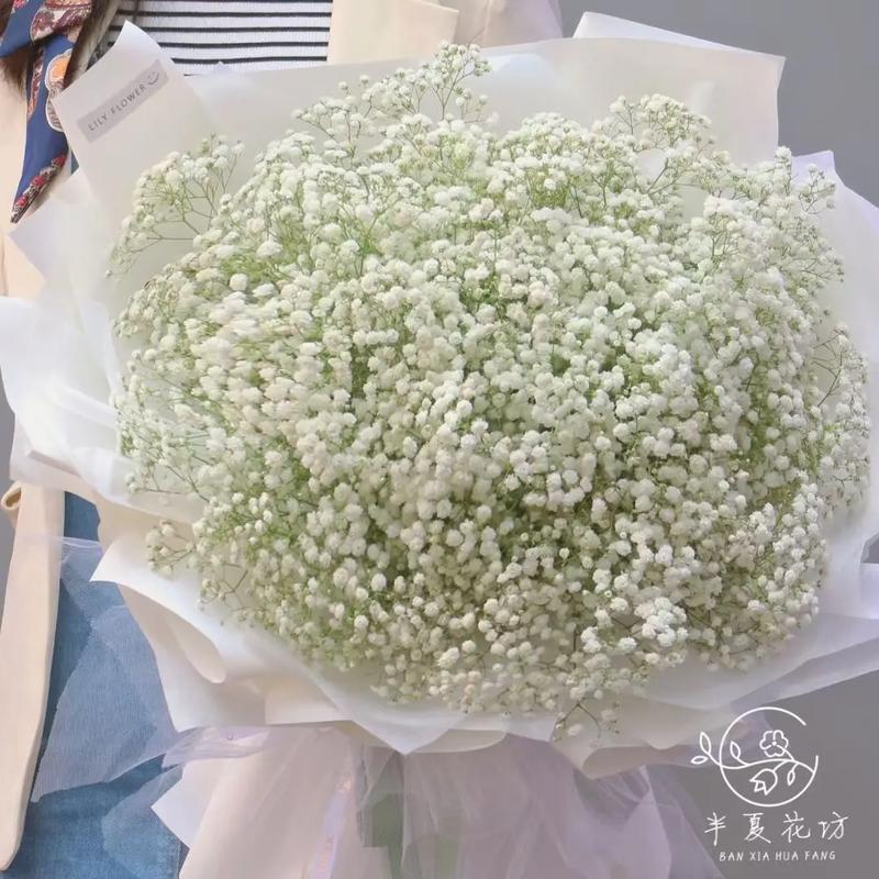 一束白色满天星价格多少?-图1 一束白色满天星价格多少?-图1