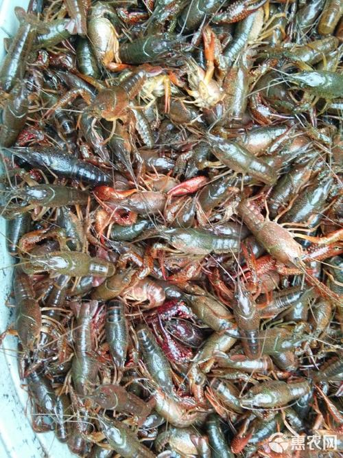洞庭湖小龙虾价格咋样？-图2