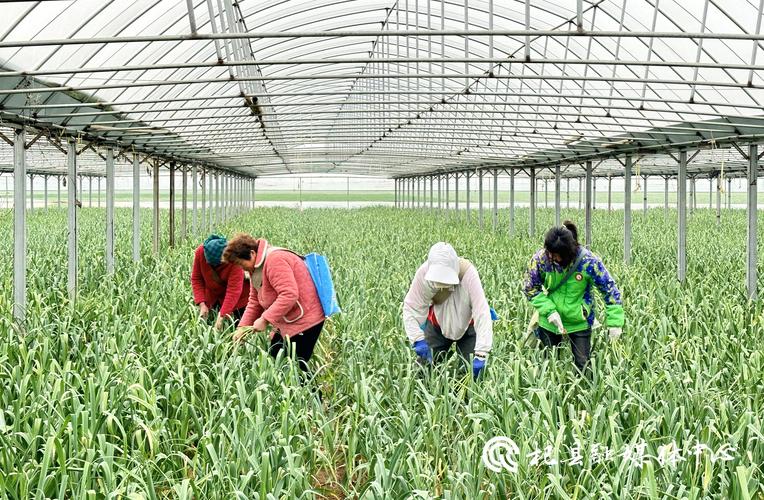 大棚大蒜怎么种？技术要点有哪些？-图2