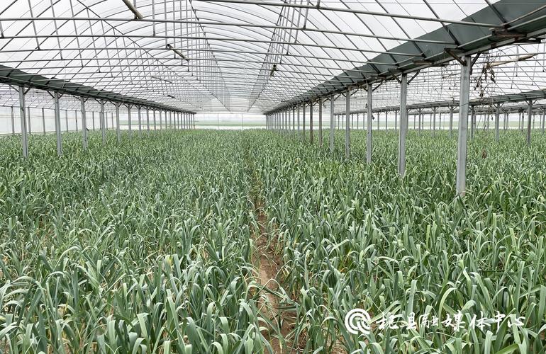 大棚大蒜怎么种？技术要点有哪些？-图3