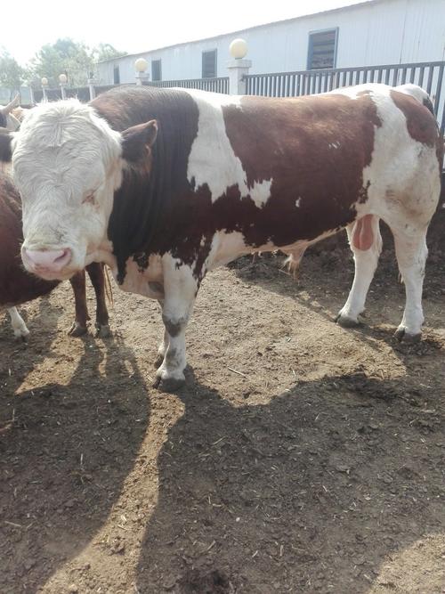 牛哪个品种长势最快？-图1