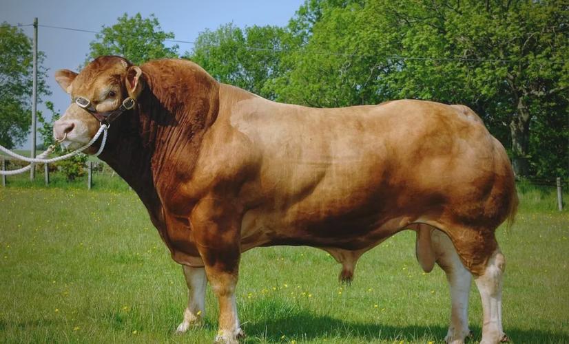 牛哪个品种长势最快？-图3