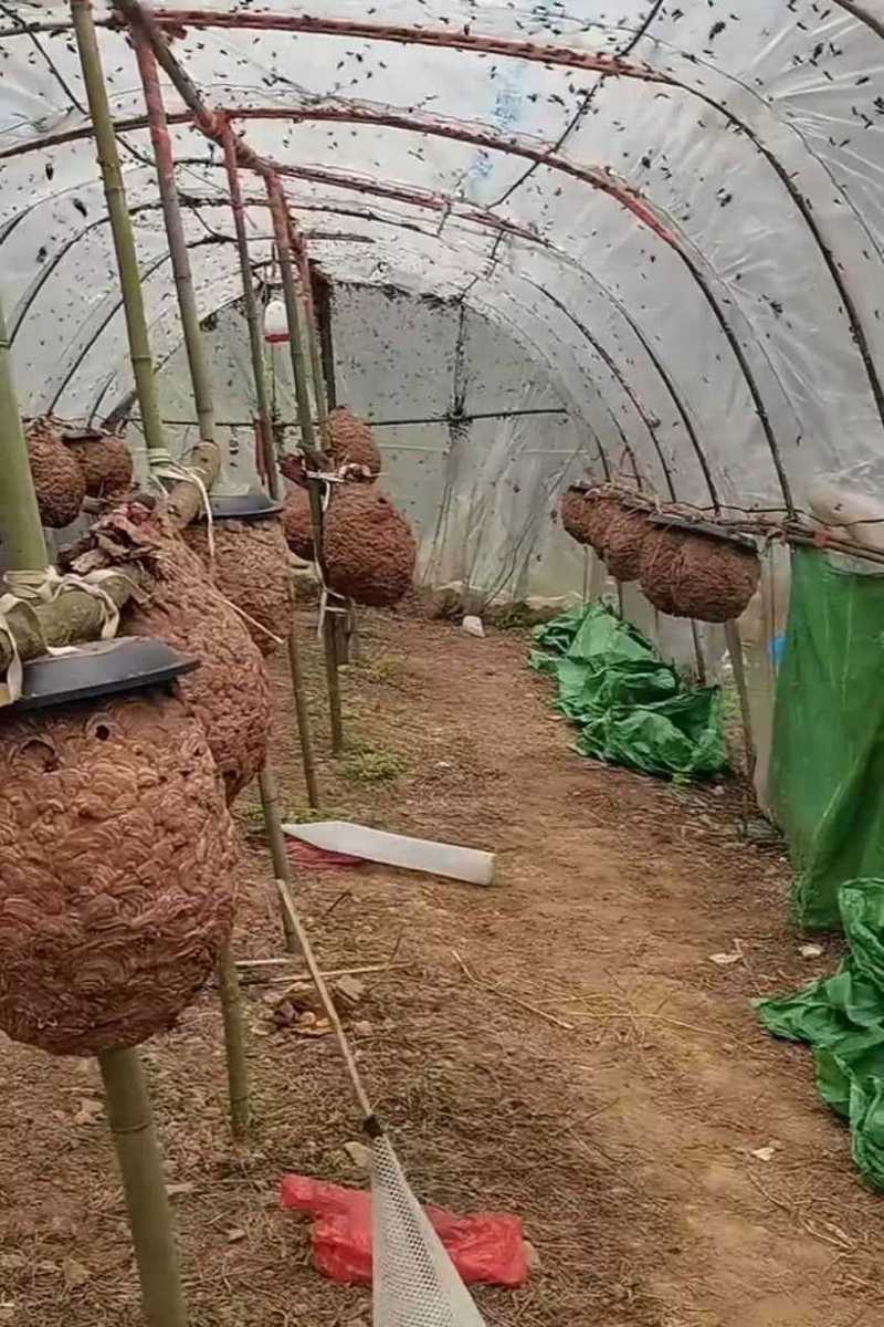 人工养殖马蜂技术视频，新手能学会吗？-图2