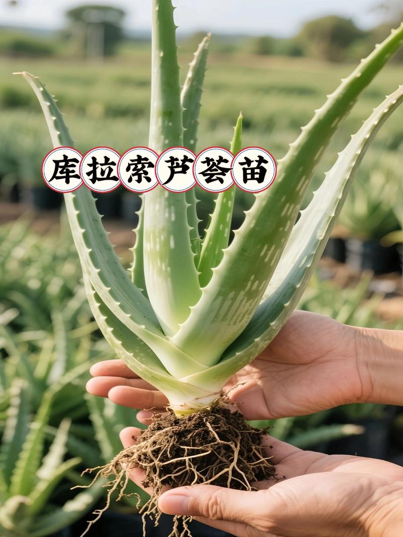 芦荟品种这么多，哪种适合你？-图2