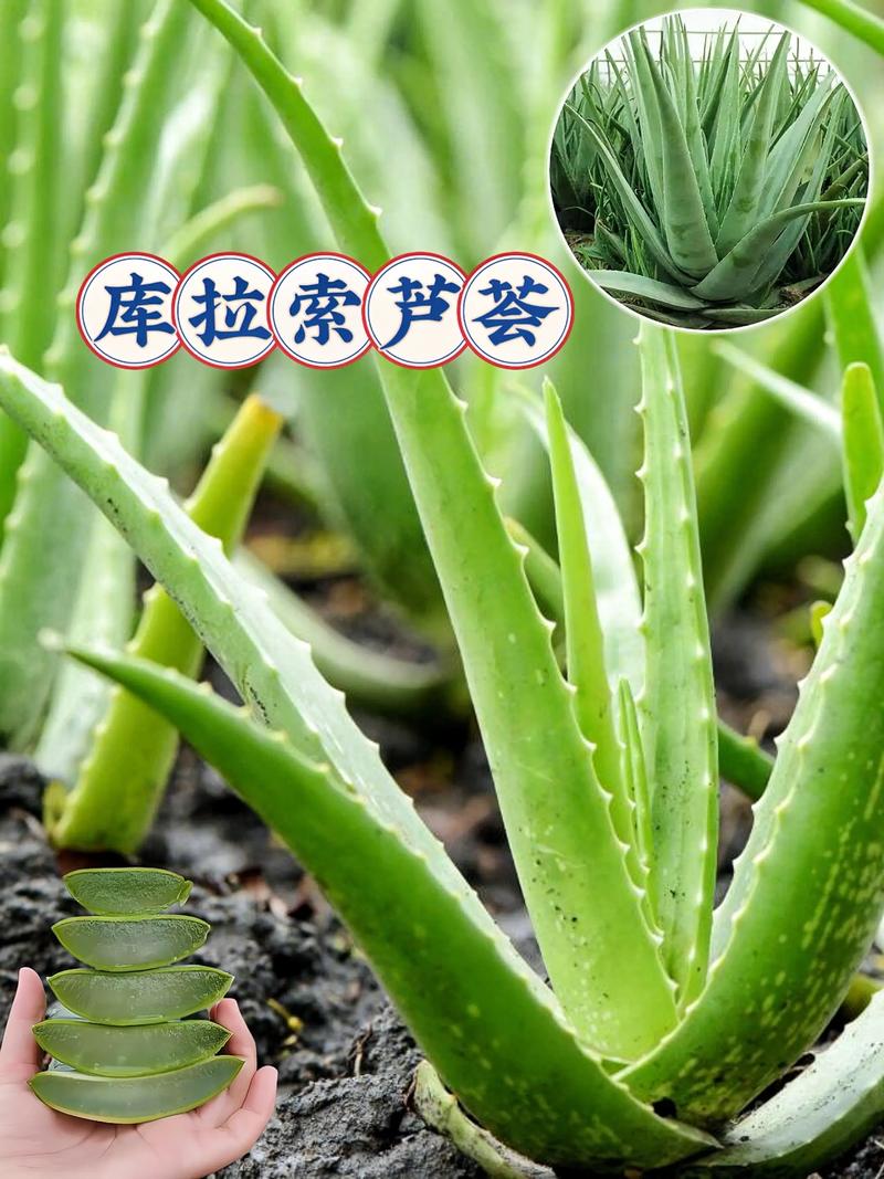 芦荟品种这么多，哪种适合你？-图1