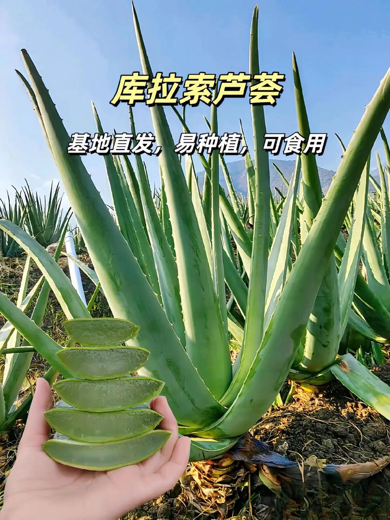 芦荟品种这么多，哪种适合你？-图3