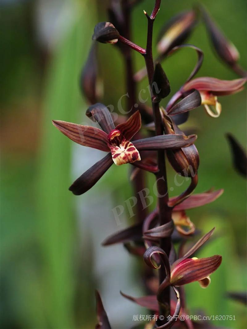 墨兰有哪些常见品种？-图1