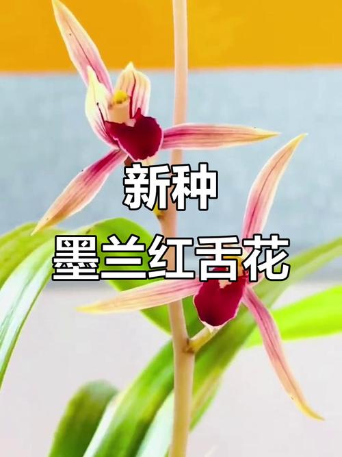 墨兰有哪些常见品种？-图2