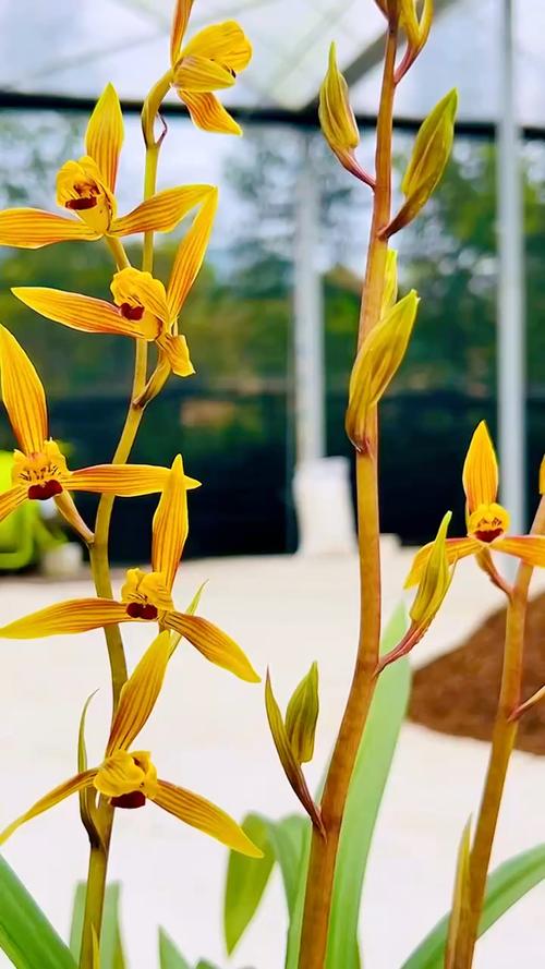 墨兰有哪些常见品种？-图3