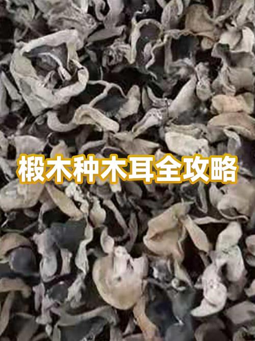 椴木木耳种植技术视频,怎么种才高产?-图1 椴木木耳种植技术视频,怎么种才高产?-图1