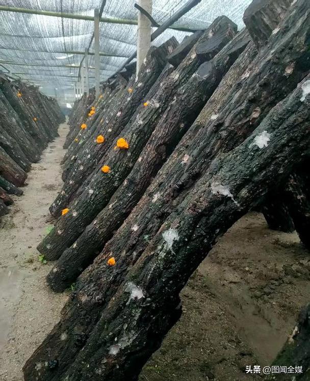 椴木木耳种植技术视频,怎么种才高产?-图2 椴木木耳种植技术视频,怎么种才高产?-图2