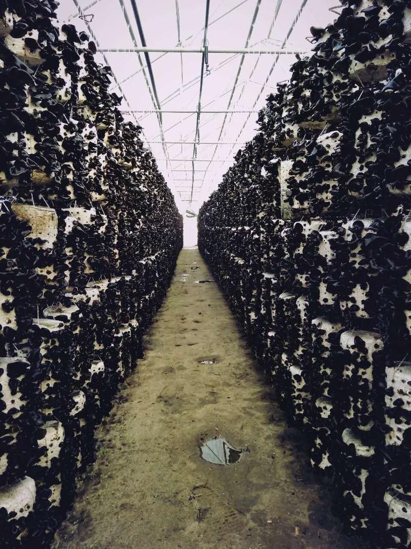 椴木木耳种植技术视频,怎么种才高产?-图3 椴木木耳种植技术视频,怎么种才高产?-图3