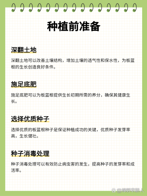 板蓝根种植技术有哪些关键要点？-图3