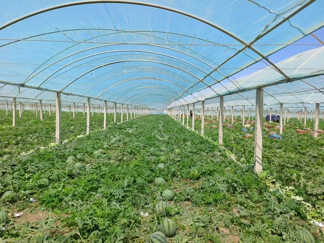 温室西瓜种植技术视频有哪些要点?-图2 温室西瓜种植技术视频有哪些要点?-图2