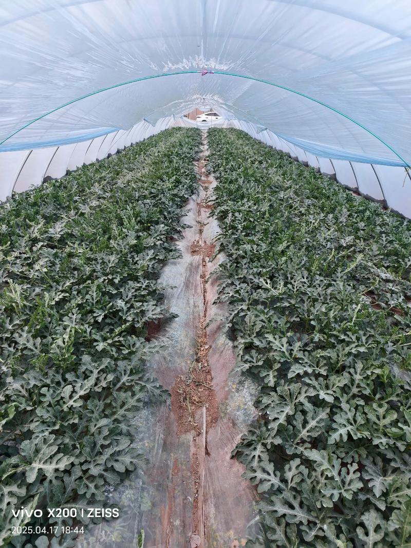 温室西瓜种植技术视频有哪些要点?-图3 温室西瓜种植技术视频有哪些要点?-图3