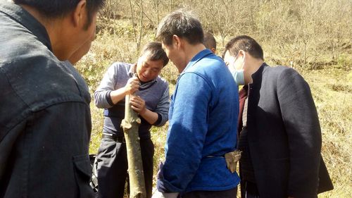 板栗嫁接步骤图解,关键技巧有哪些?-图2 板栗嫁接步骤图解,关键技巧有哪些?-图2