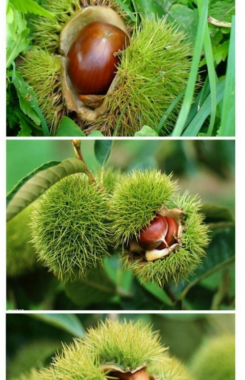 板栗嫁接步骤图解,关键技巧有哪些?-图3 板栗嫁接步骤图解,关键技巧有哪些?-图3