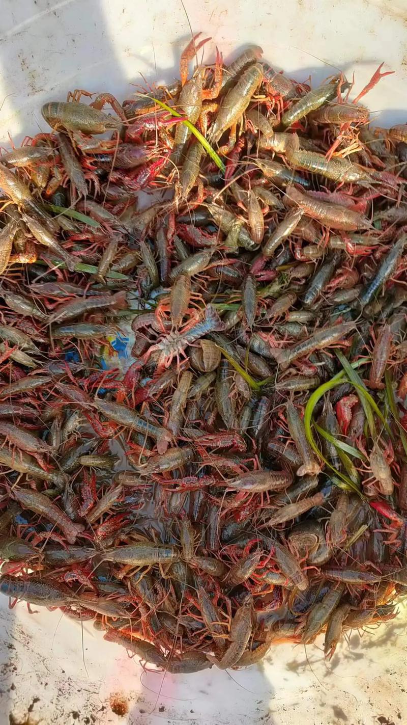 小龙虾苗价多少一斤？-图3