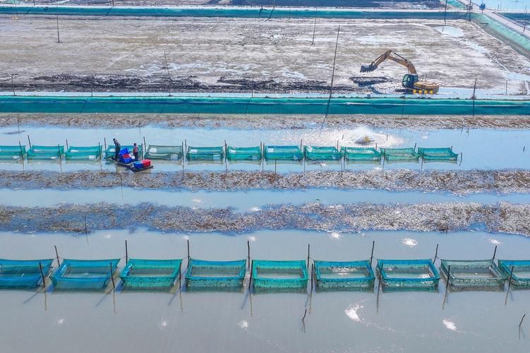 淡水螃蟹养殖技术视频，怎么学才高效？-图3