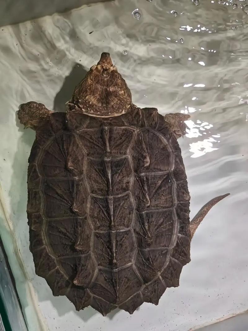 鳄龟有温顺的品种吗？-图1