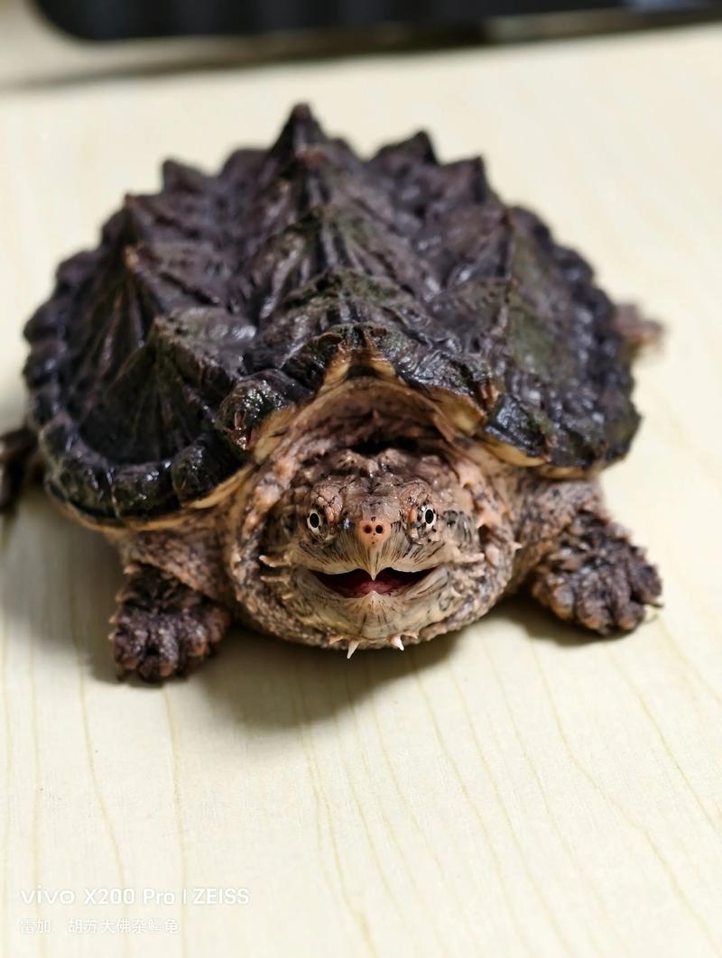 鳄龟有温顺的品种吗？-图3