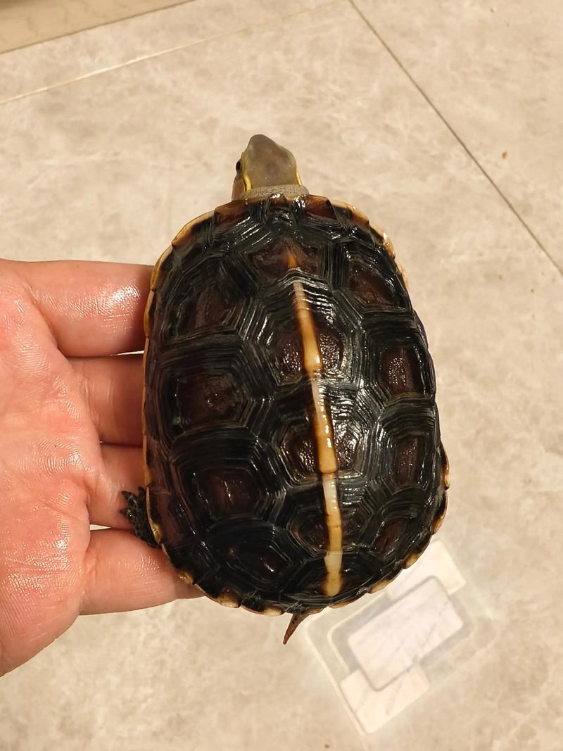 黄缘苗品种怎么快速区分？-图1