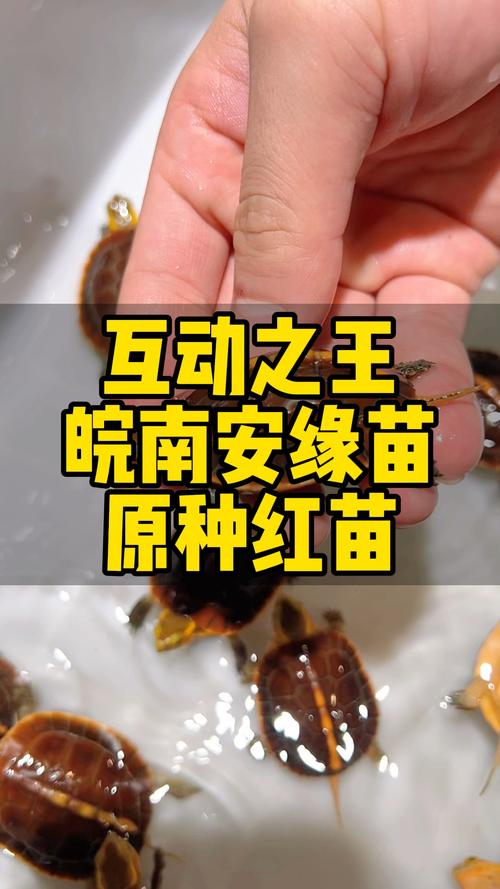 黄缘苗品种怎么快速区分？-图3