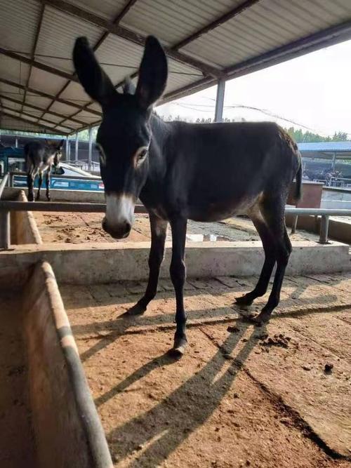 山区养驴，哪个品种最合适？-图2