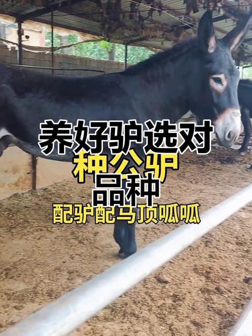 山区养驴，哪个品种最合适？-图3