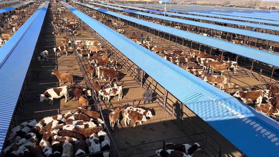 最新肉牛养殖技术视频有哪些新方法？-图2