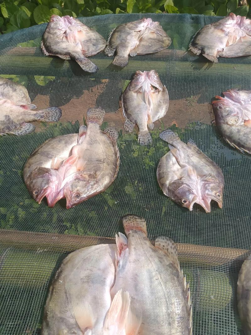 鳜鱼批发价全国差异有多大？-图2