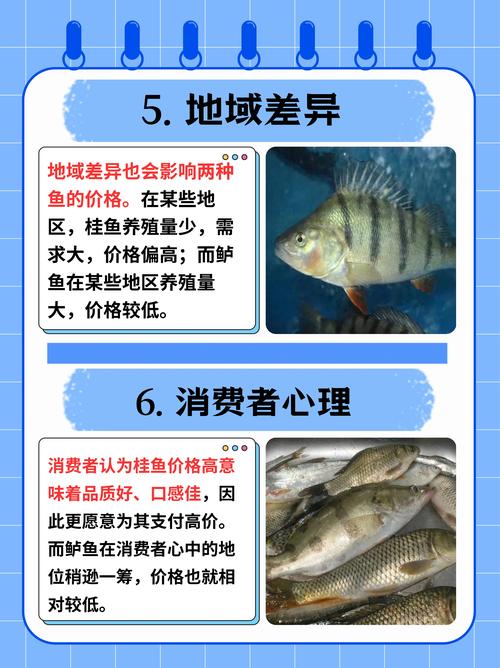 鳜鱼批发价全国差异有多大？-图1