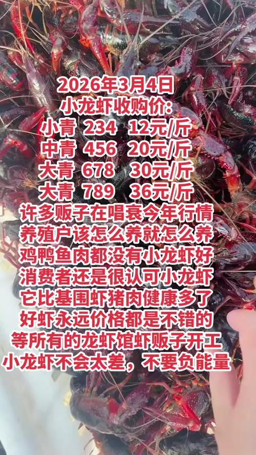 现在小龙虾市场价格多少钱一斤?-图2 现在小龙虾市场价格多少钱一斤?-图2
