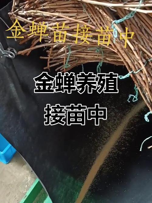 金蝉人工养殖技术视频怎么学?-图1 金蝉人工养殖技术视频怎么学?-图1