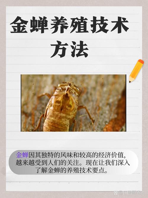 金蝉人工养殖技术视频怎么学?-图2 金蝉人工养殖技术视频怎么学?-图2