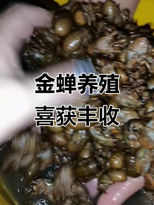 金蝉人工养殖技术视频怎么学?-图3 金蝉人工养殖技术视频怎么学?-图3