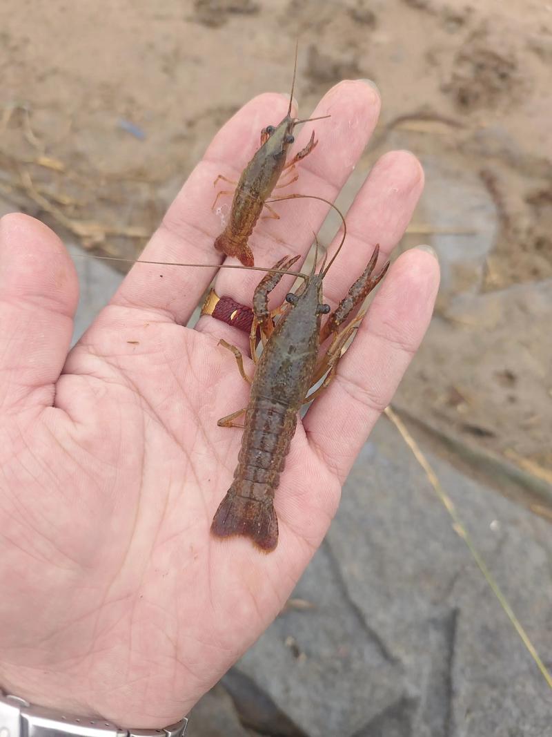 信阳小龙虾虾苗价格多少钱一斤?-图1 信阳小龙虾虾苗价格多少钱一斤?-图1
