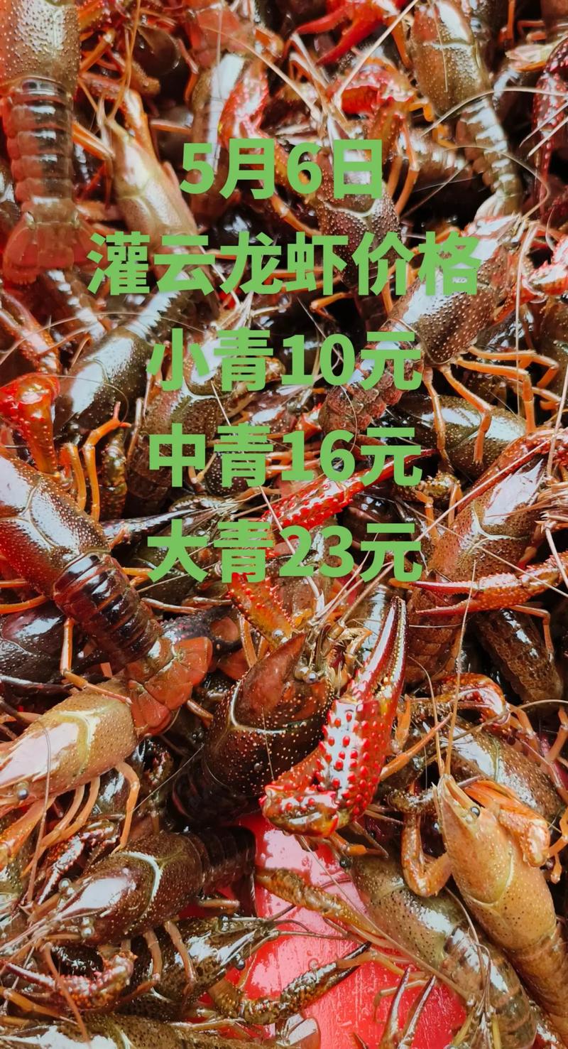 信阳小龙虾虾苗价格多少钱一斤?-图3 信阳小龙虾虾苗价格多少钱一斤?-图3
