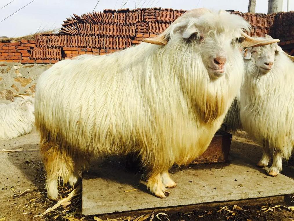 什么品种的羊能吃稻草?-图1 什么品种的羊能吃稻草?-图1