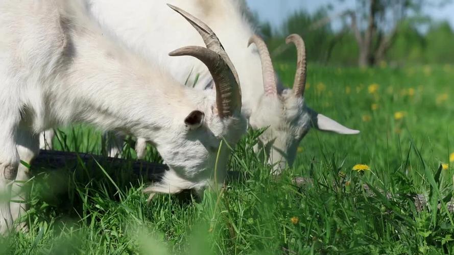 什么品种的羊能吃稻草?-图2 什么品种的羊能吃稻草?-图2