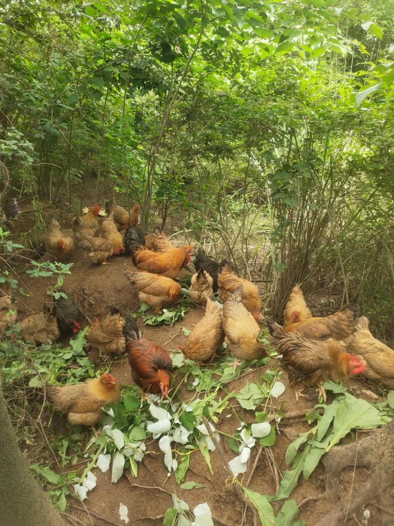 山林放养土鸡,关键技术有哪些?-图2 山林放养土鸡,关键技术有哪些?-图2