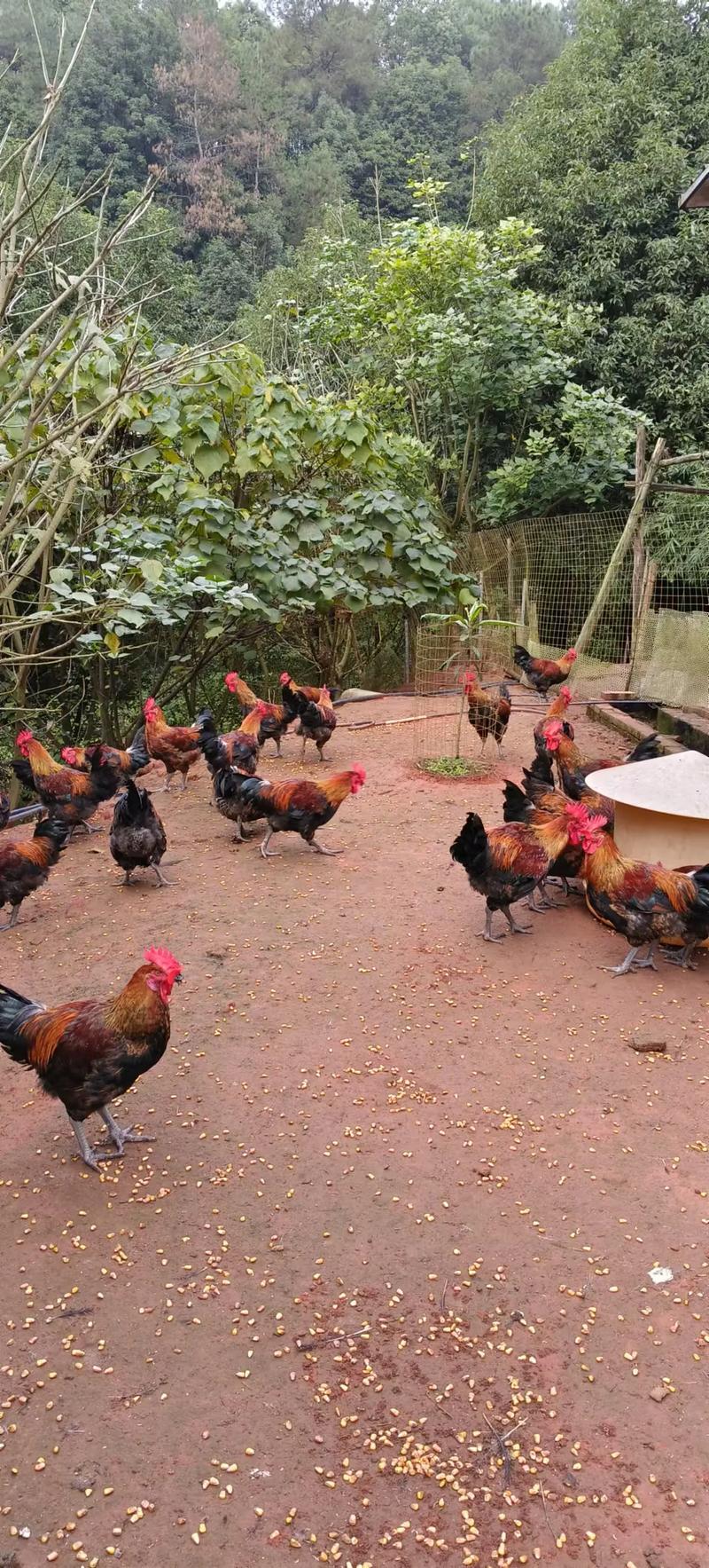 山林放养土鸡,关键技术有哪些?-图3 山林放养土鸡,关键技术有哪些?-图3