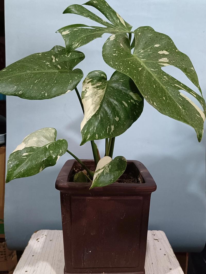 龟背竹有哪些常见品种?-图1 龟背竹有哪些常见品种?-图1