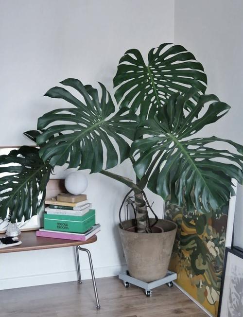 龟背竹有哪些常见品种？-图2