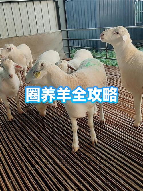 科技圈养山羊技术视频-图1