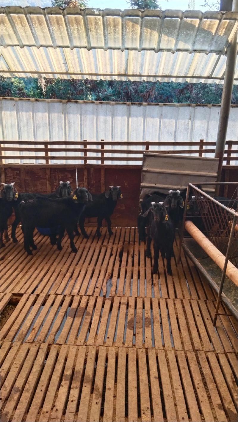 科技圈养山羊技术视频-图2