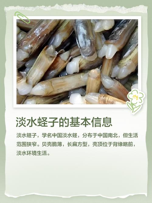 蛏子淡水养殖技术要点有哪些?-图1 蛏子淡水养殖技术要点有哪些?-图1