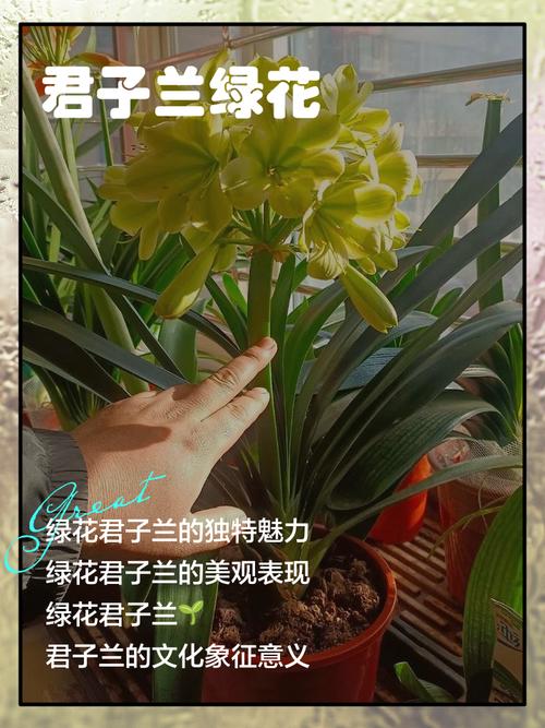 哪些君子兰品种最名贵?-图1 哪些君子兰品种最名贵?-图1